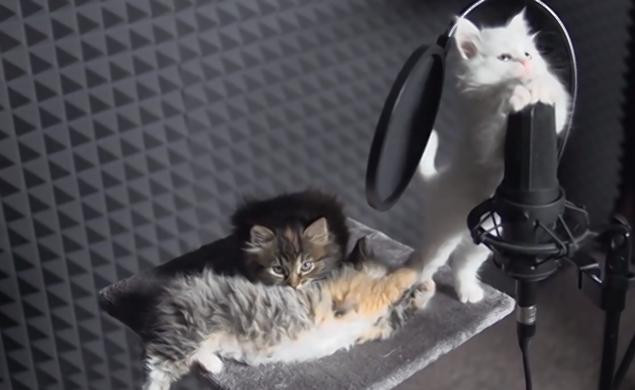 Cum suna piesa inregistrata de 3 pisici din Rusia intr-un studio profesionist