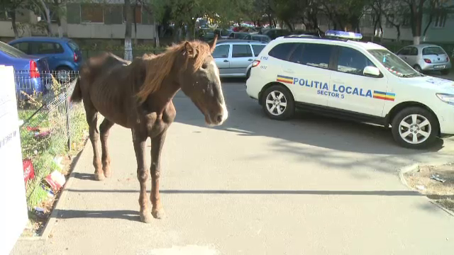 Cal ranit in mijlocul unei strazi din Sectorul 5 al Capitalei. Proprietarul, amendat cu 1.500 de lei