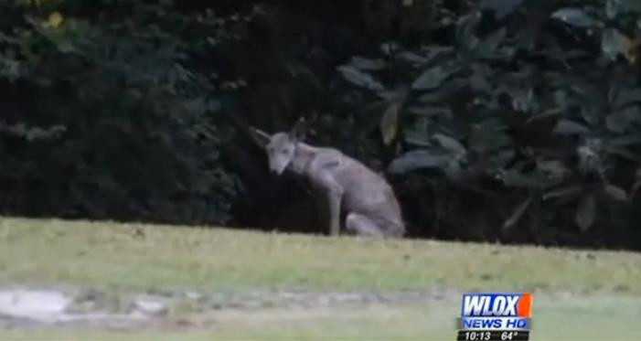 Creatura bizara care a speriat un oras intreg. "Daca ar exista zombie pentru caini asa ar arata"