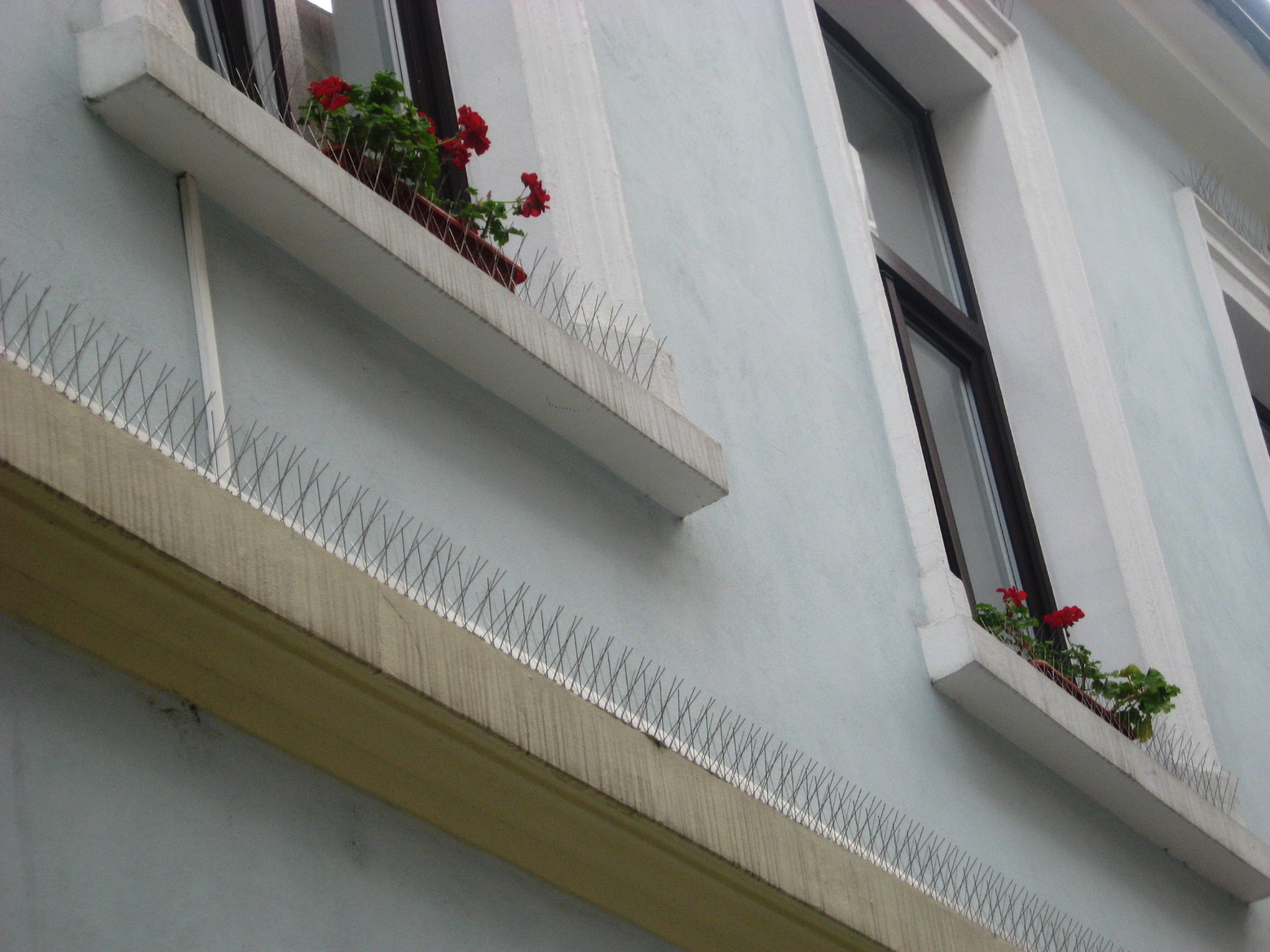 Zeci de mii de tepi, montati pe o cladire din Arad. Ce explicatii ofera proprietarii