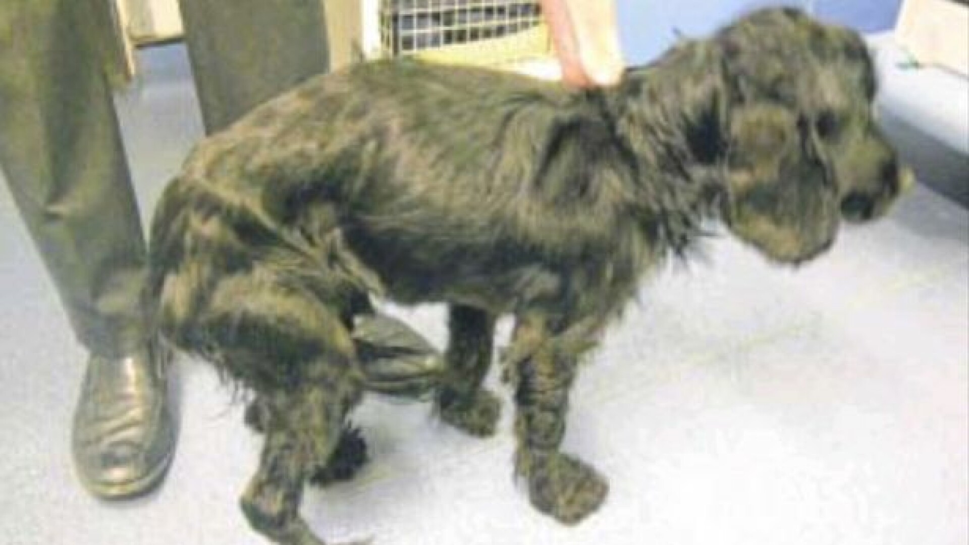 Un caine infometat a mancat o umbrela si aproape a murit pentru ca stapanii au refuzat tratamentul