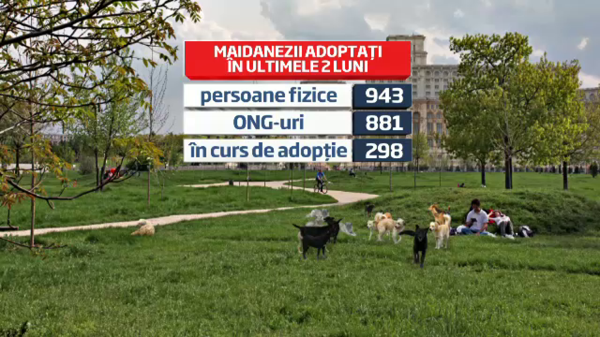 3.000 de maidanezi prinsi, 1.500 adoptati. Ce risca iresponsabilii care ii elibereaza pe strazi
