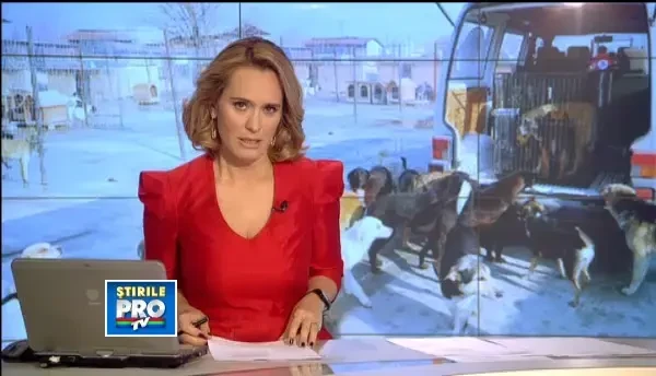 3.000 de maidanezi prinsi, 1.500 adoptati. Ce risca iresponsabilii care ii elibereaza pe strazi