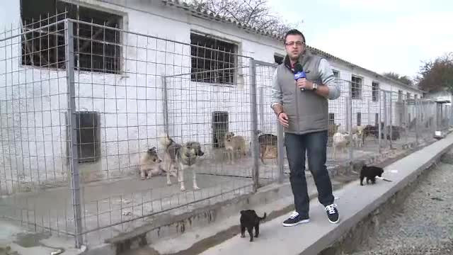 Orasul din Romania in care maidanezii raman pe strazi pentru ca o PANTA nu e suficient de inclinata