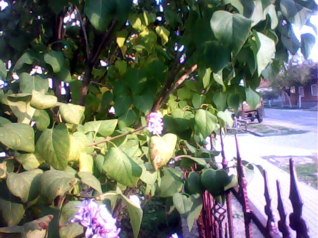 Locuitorii se intreaba ce anotimp e. Fenomenul petrecut sambata intr-un sat din Arad