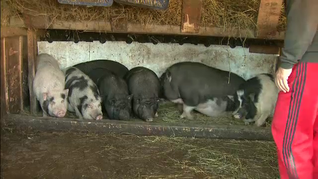 Ce contine carnea de porc vietnamez, recomandata de nutritionistii romani pentru acest Craciun