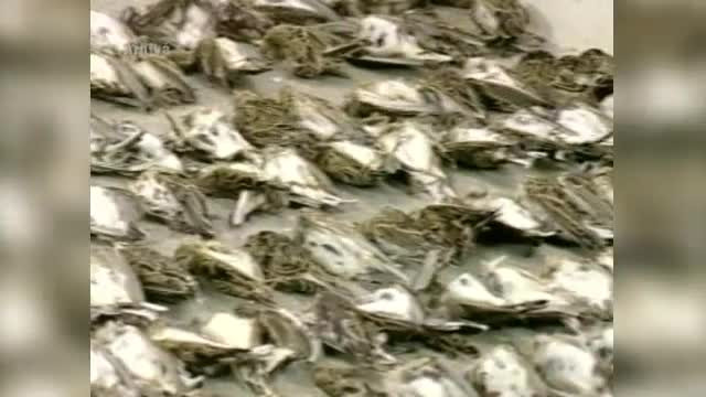 Peste 5.000 de ciocarlii si prepelite, dar si un vultur, descoperite in pensiunea unui italian