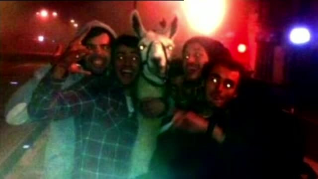 Aventura ca in "Marea Mahmureala". Cinci francezi s-au imbatat, au furat o lama si au scos-o in oras