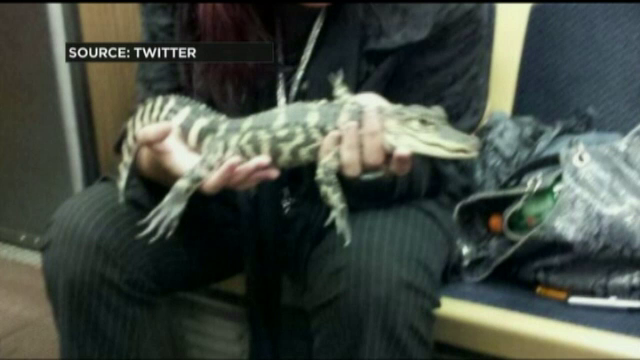 Aparitie surpriza sub o scara rulanta din aeroportul international din Chicago. Ce a vazut calatorul