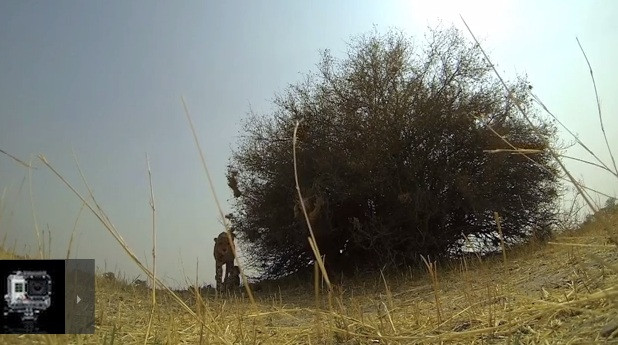 A lasat din greseala o camera GoPro in salbaticie. Cand s-a intors dupa ea, a ras cu lacrimi. VIDEO