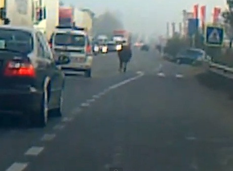 Drumul European si nu prea. De cati politisti ai nevoie ca sa scoti o vaca din mijlocul drumului?