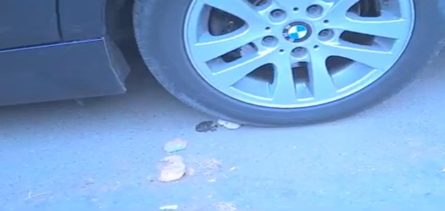 Cea mai rapida metoda de a prepara mujdeiul, inventata la Cluj. Ce fac acesti tineri cu un BMW