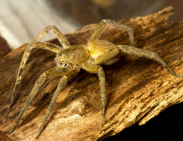 Ce a patit o femeie din Marea Britanie in timp ce manca o banana, cumparata de la supermarket