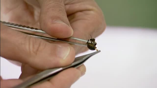 Un portughez promoveaza in Romania terapia cu venin de albine. Afectiunile tratate cu o intepatura