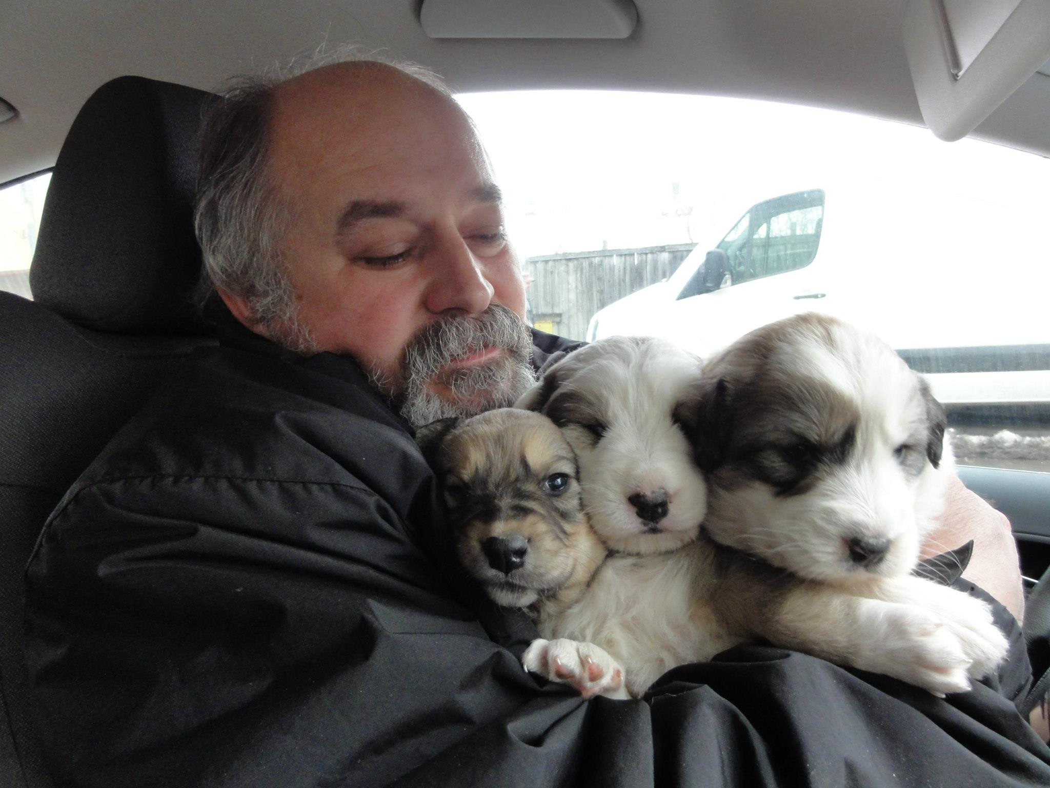 700 de catei din Cluj isi cauta ingrijitori. Radu Termure: E nevoie de oameni dornici sa munceasca