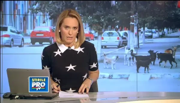 O parte din maidanezii adoptati au ajuns din nou in strada. AVERTISMENTUL autoritatilor