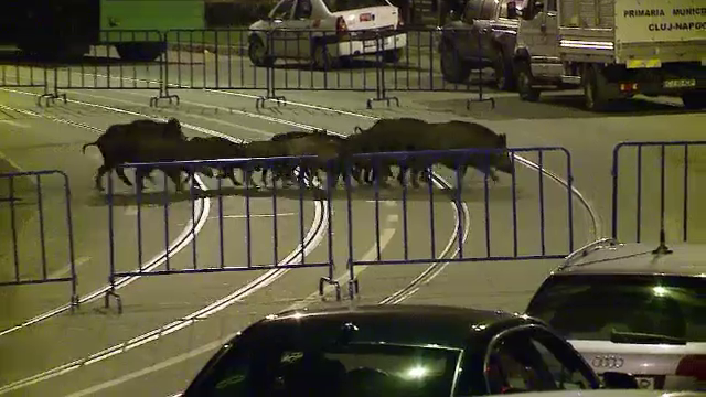 O turma de mistreti s-a ratacit prin Cluj. Trei femele si noua pui s-au instalat in Parcul Rozelor