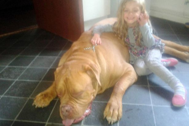 O fetita de 4 ani din Marea Britanie, ucisa in somn de cainele pe care il adoptase familia sa