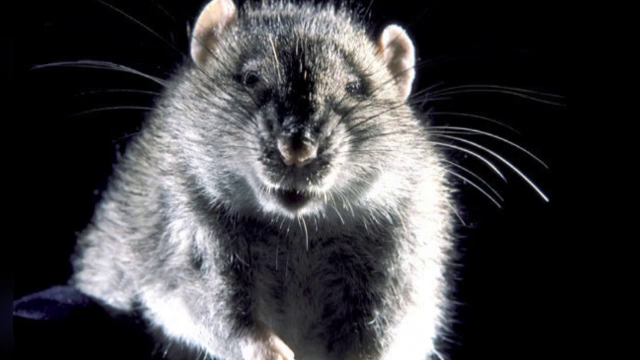 Invazie de sobolani "mutanti" in Marea Britanie. Sunt imuni la otrava si rezista la toxine