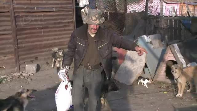 Legea eutanasierii maidanezilor naste reactii extreme. Multi oameni au ajuns sa adune zeci de caini