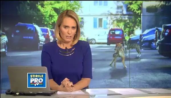 Legea eutanasierii maidanezilor naste reactii extreme. Multi oameni au ajuns sa adune zeci de caini