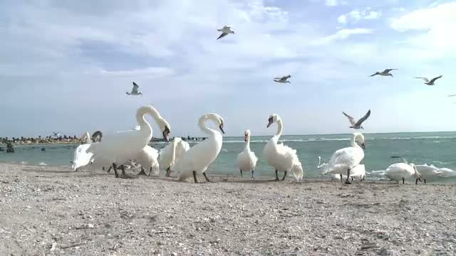 Zeci de lebede, pe plaja din Eforie Sud. Pasarile cautau hrana si adapost de vantul puternic