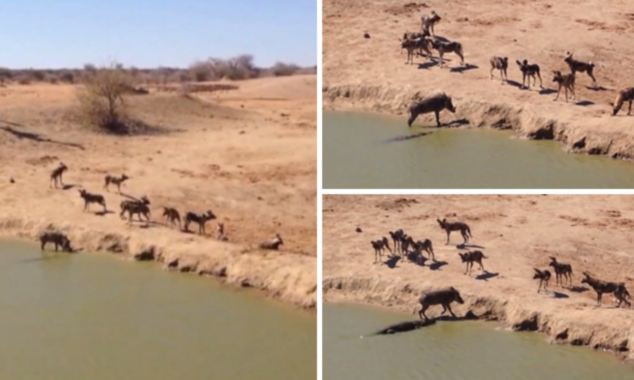 Ce se intampla cand un porc alergator se intalneste cu o haita de sacali si un crocodil. VIDEO