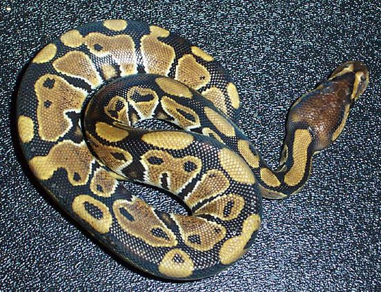 Momentul in care un piton urias inghite cu totul un pui de antilopa. FOTO