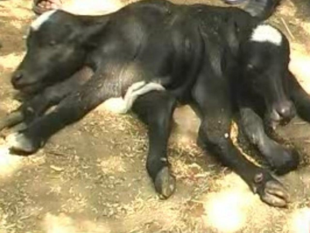 Oamenii din aceasta tara au spus ca sfarsitul lumii este aproape. Ce semn au primit