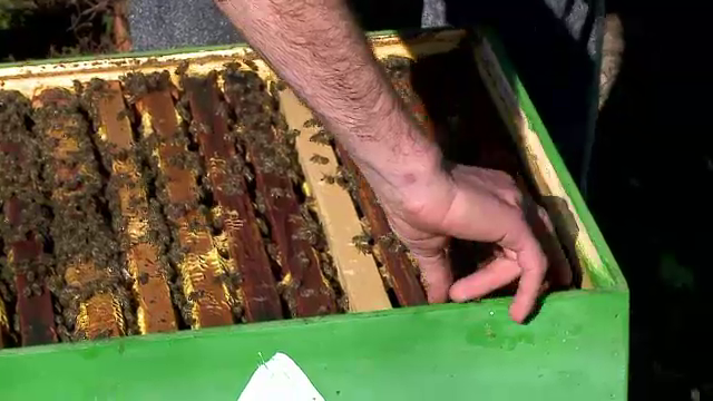 Mierea, o afacere extrem de profitabila in Romania. Viitorii apicultori pot lua cursuri