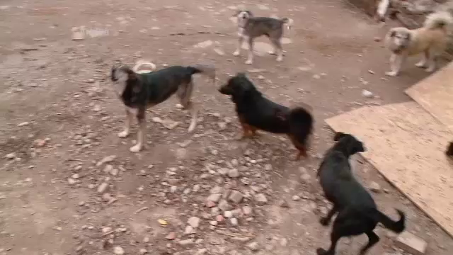 Femeie sfasiata de cainii maidanezi pe un camp din Dambovita: "E muscata pe 90% din corp"