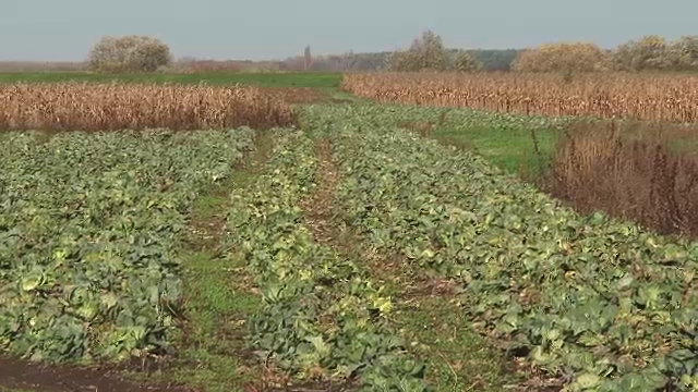 Gramezi de varza, la preturi de nimic, asteapta cumparatori. Care este ingrijorarea agricultorilor