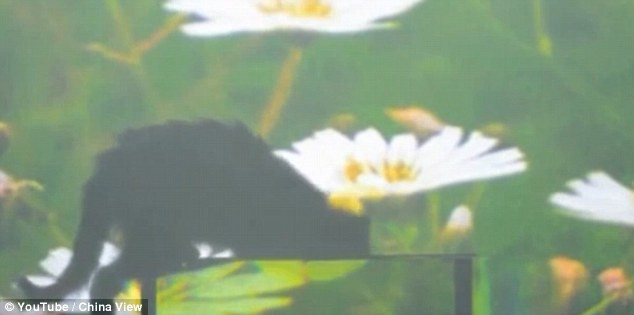 O pisica si un peste au "disparut" in mod misterios cu ajutorul unei "pelerine a invizibilitatii"! VIDEO