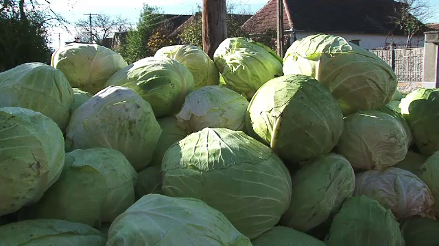 Prea multa varza, prea putina organizare. Agricultorii romani lasa legumele sa putrezeasca pe camp