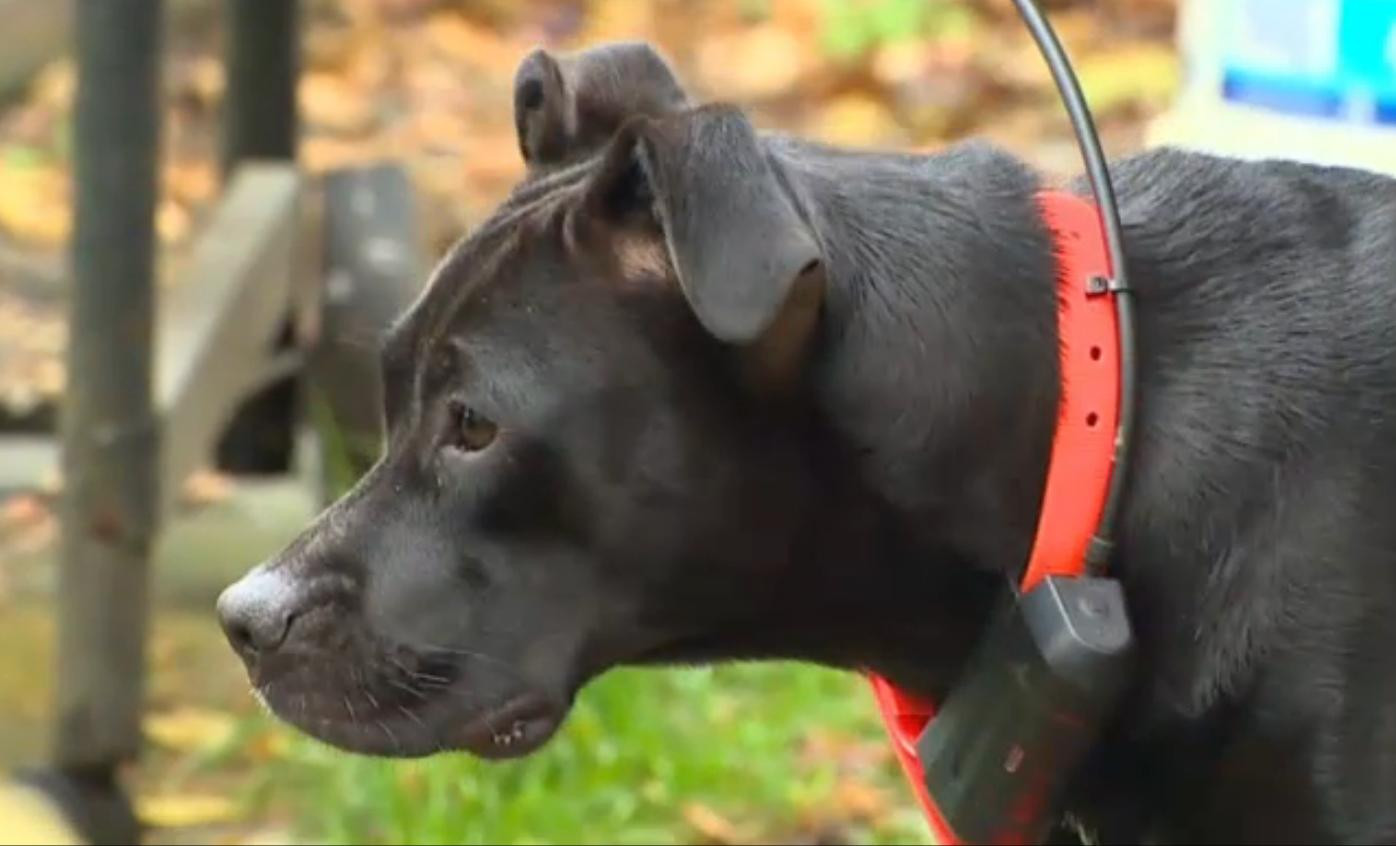 Un american a avut surpriza vietii in momentul in care si-a vazut cainele. Ce avea animalul in gura