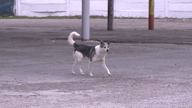 Despagubirea primita de o femeie din Focsani care a fost muscata de 4 caini in drum spre munca