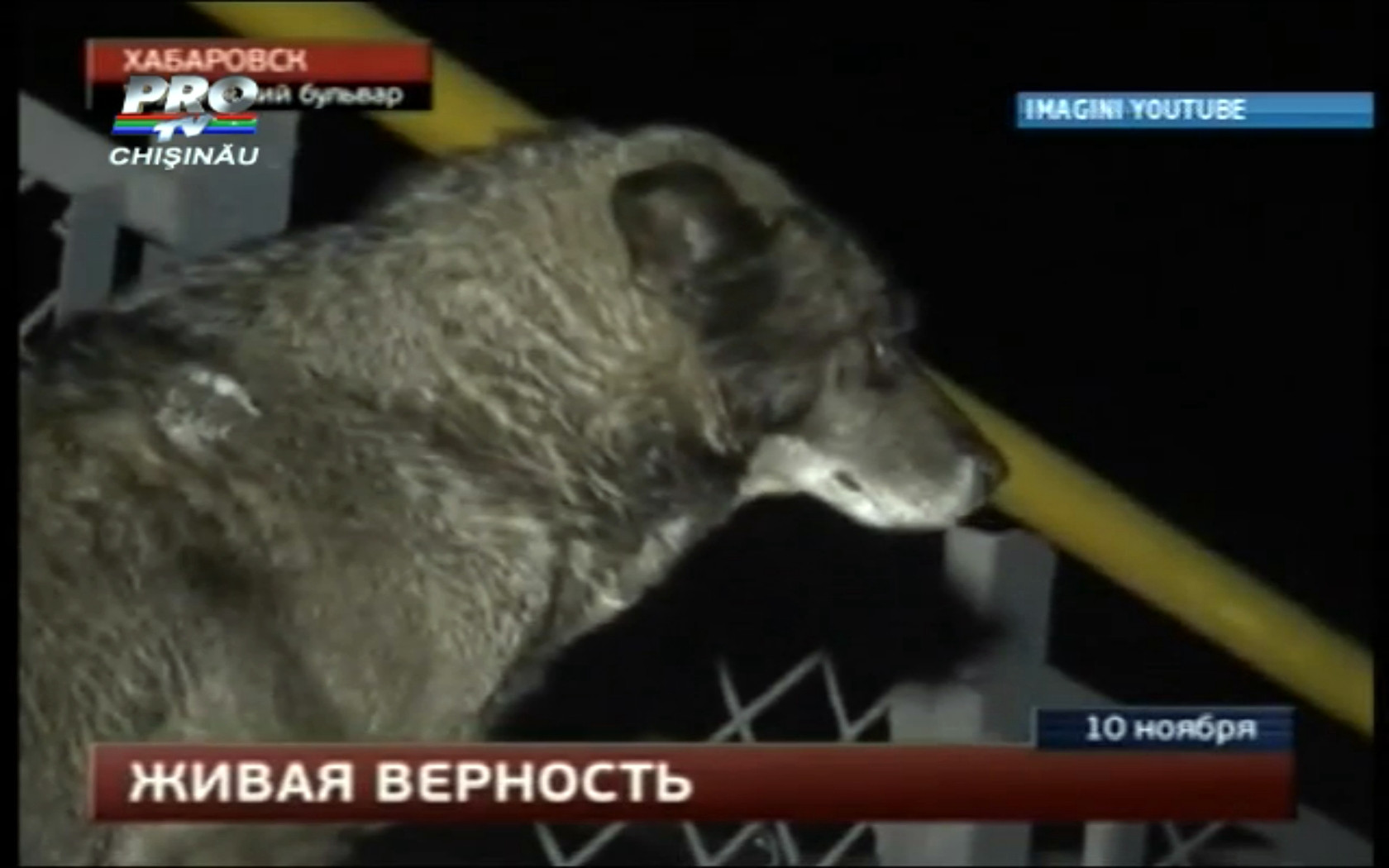 Hachiko de Rusia. Un caine isi asteapta stapanul in port de peste 3 saptamani. VIDEO