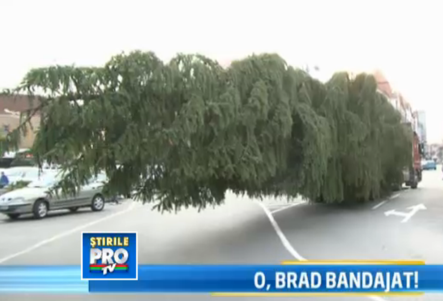 Bradul din Baia Mare, "bandajat"