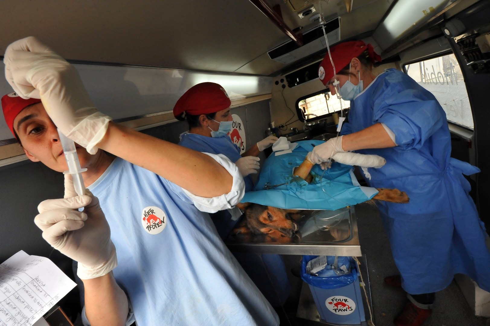 Campanie de sterilizare a cainilor si pisicilor fara stapan din municiul Dej