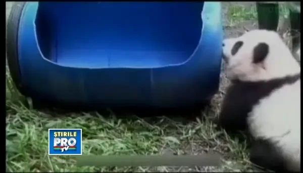 CLIPUL ZILEIL: Zona speciala de joaca pentru ursii panda in China