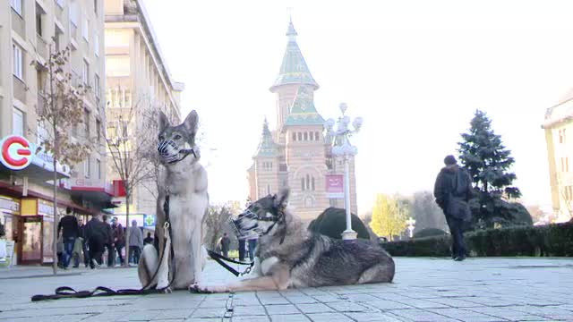 Romanul care a imblanzit lupii. Ii scoate zilnic la plimbare pe strazile din Timisoara