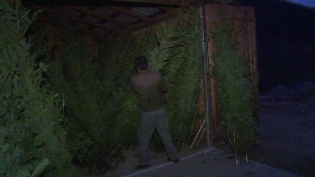 Sute de brazi taiati ilegal. Afacerile prin care comerciantii isi pacalesc clientii de sarbatori