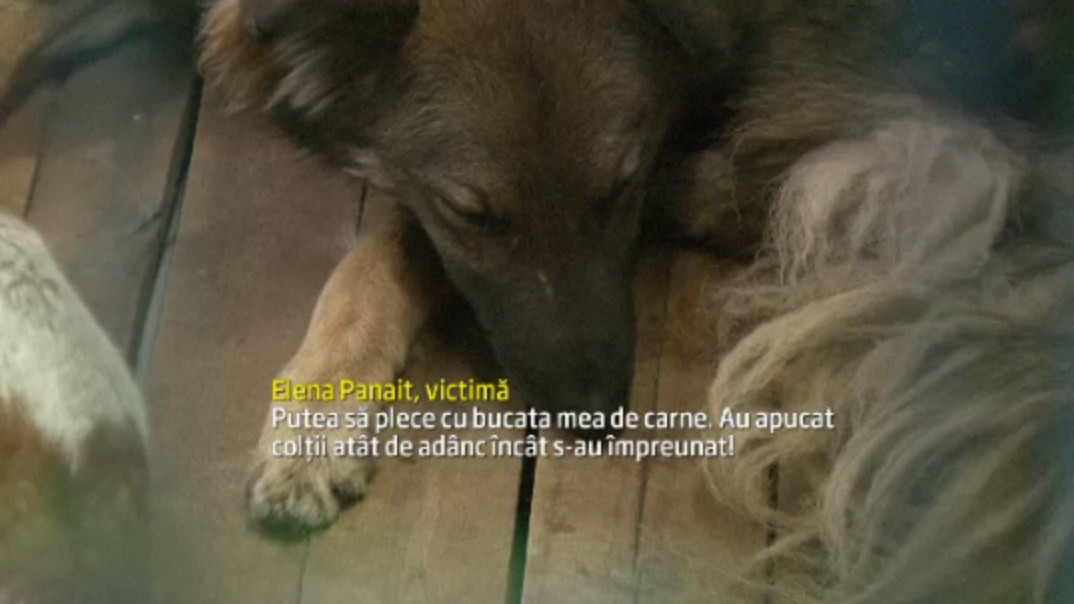 O femeie a fost muscata de un caine in zona in care a murit Ionut. Maidanezul, prins de hingheri