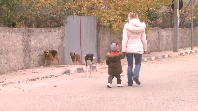 Solutia asa-zisilor iubitori de caini in cazul maidanezilor. Locuitorii din Chiajna, terorizati