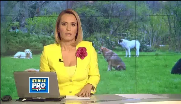 Solutia asa-zisilor iubitori de caini in cazul maidanezilor. Locuitorii din Chiajna, terorizati