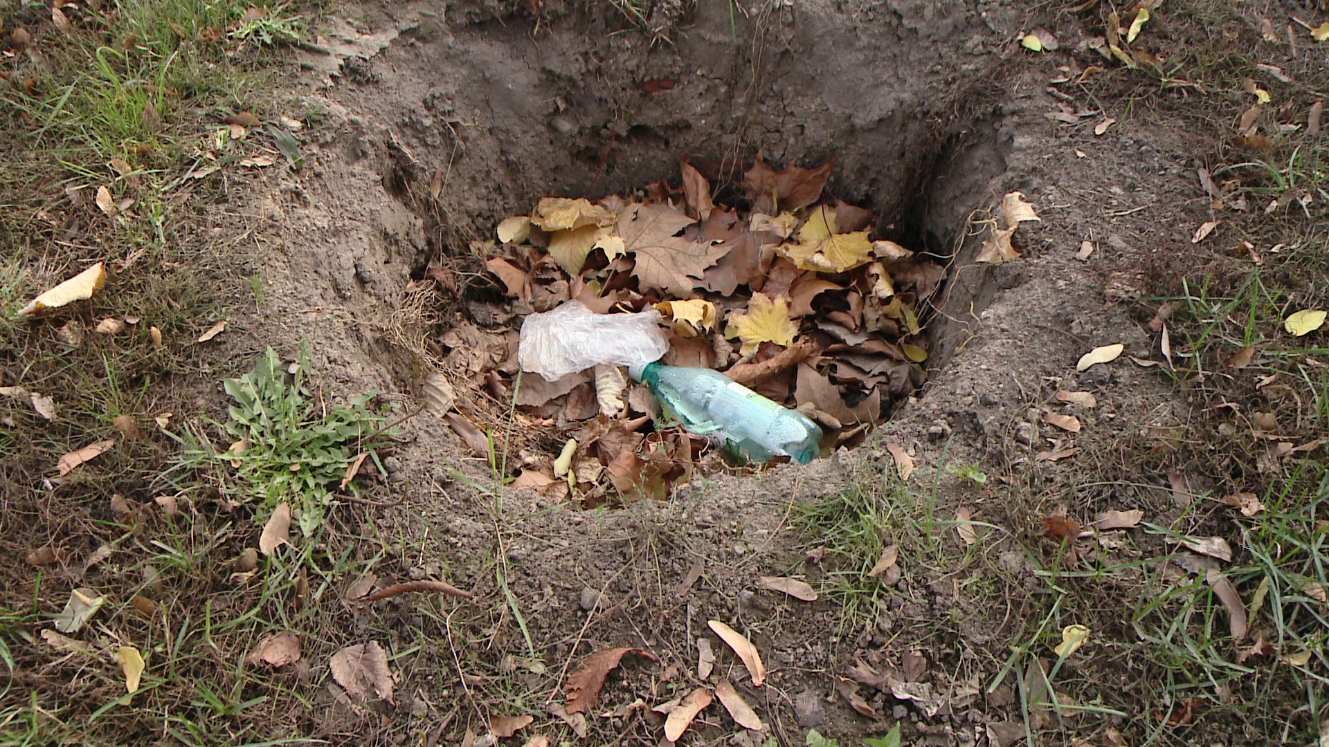 Gropile ramase in urma palmierilor “adapostesc” gunoaie si frunze. Ce s-ar putea planta in locul lor