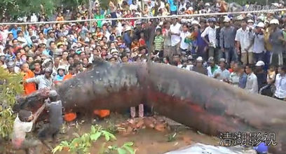 "Monstrul din Vietnam." O specie de balena a pus pe jar satenii, dar si internetul