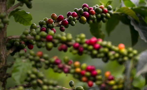 Tara unde doar cafeaua face diferenta intre foamete si supravietuire