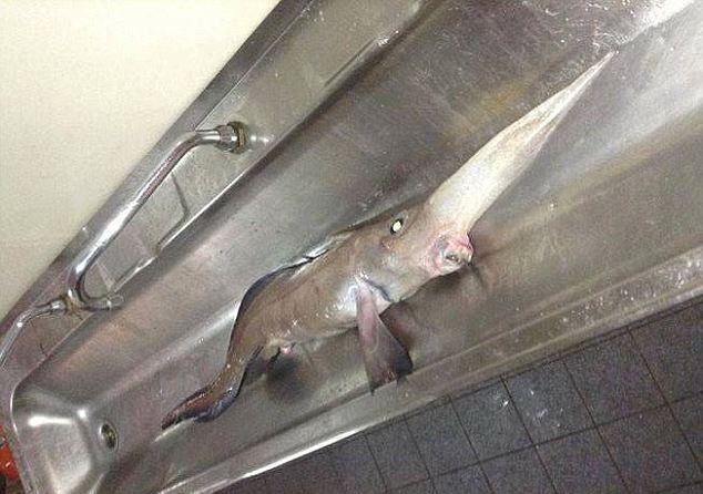 Eveniment istoric in Canada. Pestele extrem de rar capturat in apropierea Oceanului Arctic. FOTO