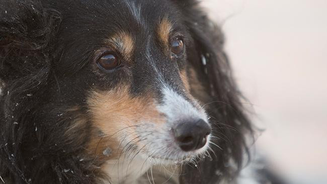Cainele care a fost lovit frontal de un tren si a scapat. Cum arata acum